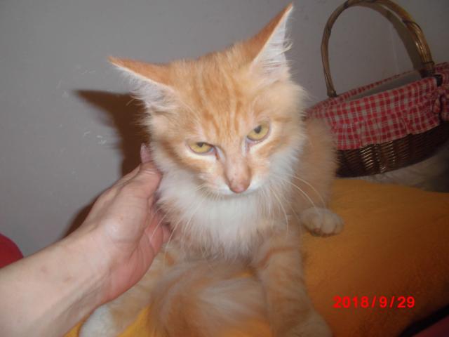 ノルウェージャンフォレストキャット