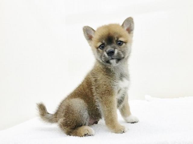 柴犬