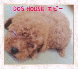 DOG HOUSE エビー