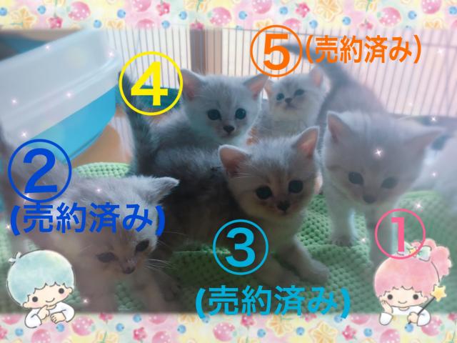 ミヌエット（旧ナポレオン）