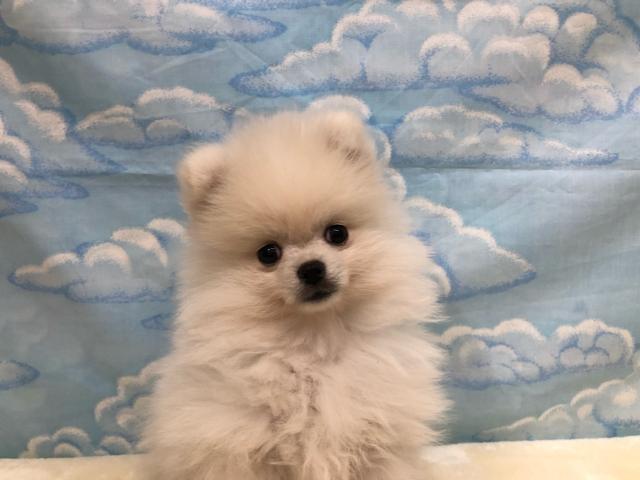 ポメラニアン