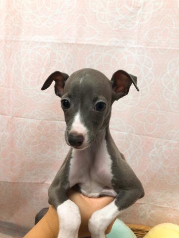 イタリアングレーハウンド