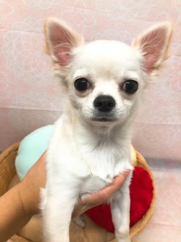 チワワ（ロングコート）