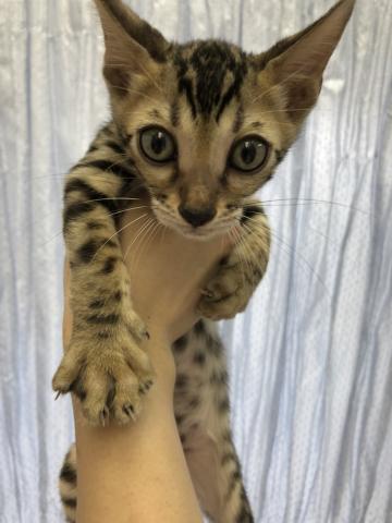 ベンガル