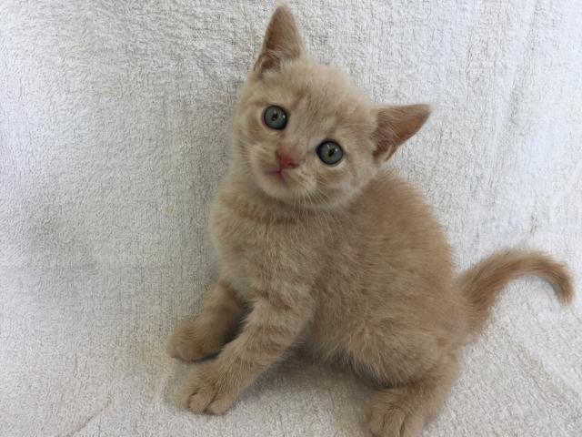 ブリティッシュショートヘア