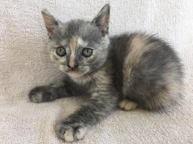 ブリティッシュショートヘア