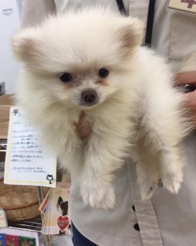 ポメラニアン