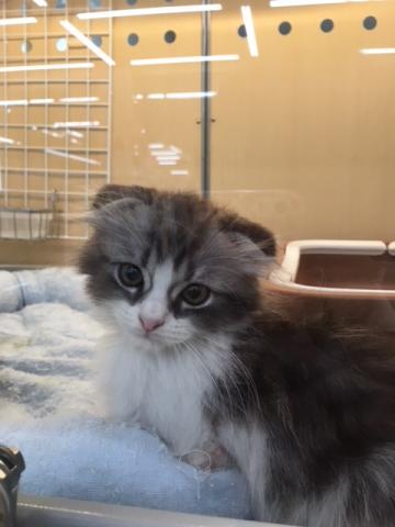 スコティッシュフォールド