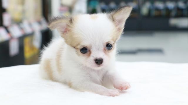 チワワ（ロングコート）