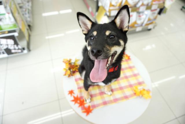 柴犬