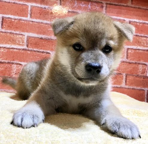 ☆ティアラの仔犬・仔猫は、なぜブリーダーさん並みの価格なのですか？について☆画像3