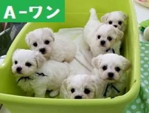 MIX(雑種)