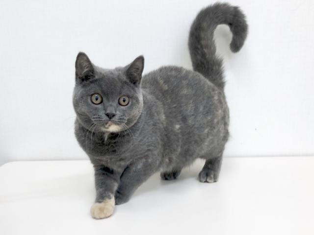 ブリティッシュショートヘア