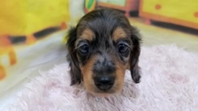 カニンヘンダックスフンド