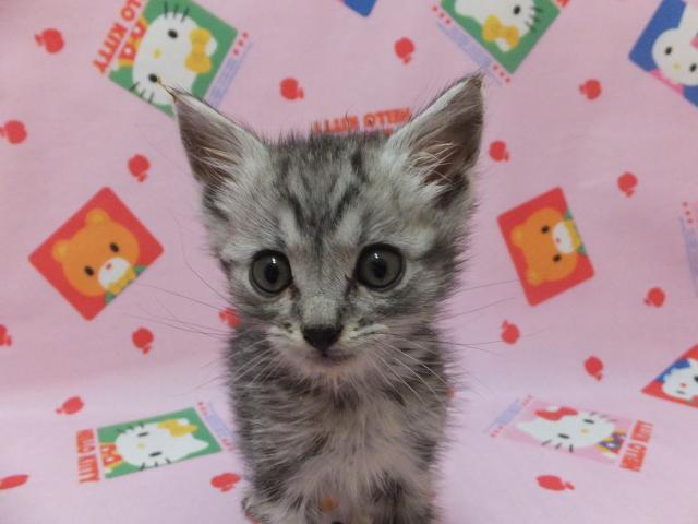 アメリカンショートヘアー