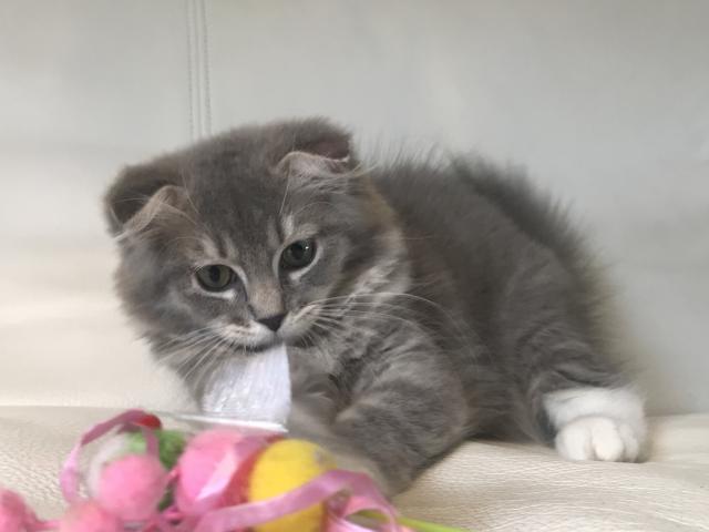 スコティッシュフォールド