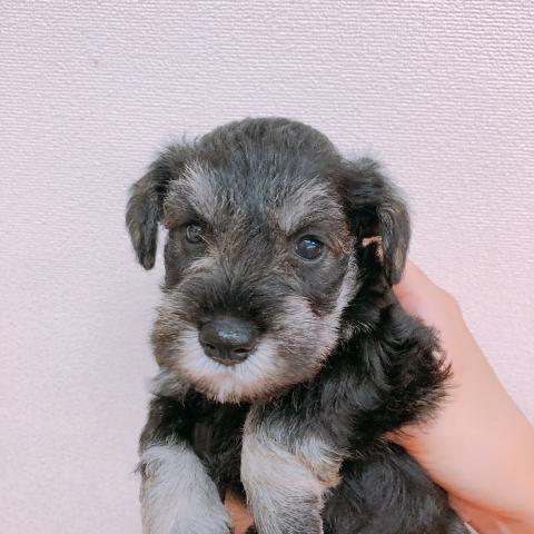 ミニチュアシュナウザー