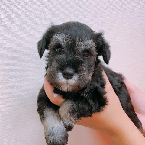 ミニチュアシュナウザー