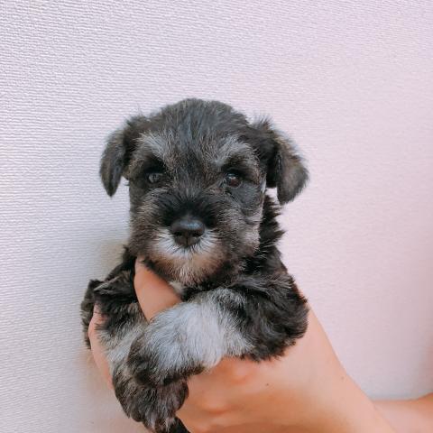 ミニチュアシュナウザー