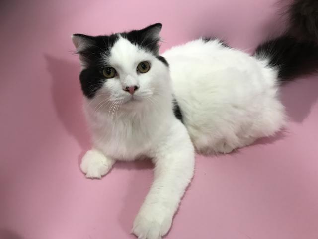 スコティッシュフォールド