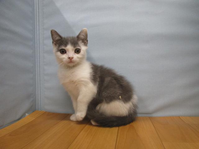 ブリティッシュショートヘア