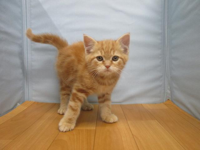 アメリカンショートヘアー