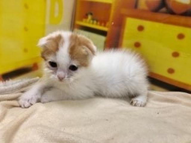 スコティッシュフォールド