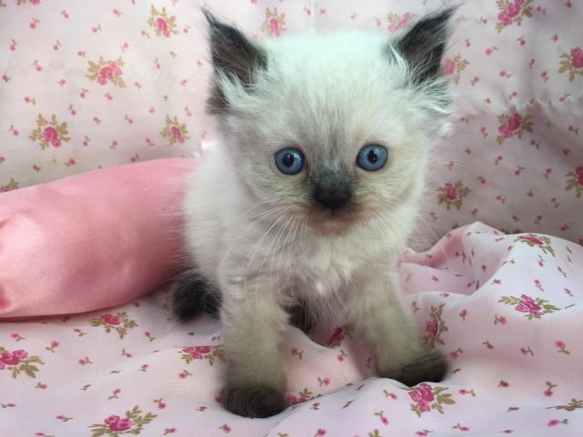 ペルシャ・ヒマラヤン