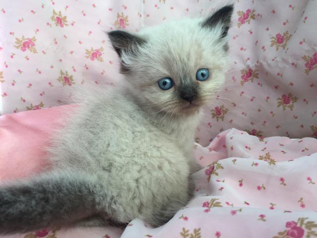 ペルシャ・ヒマラヤン