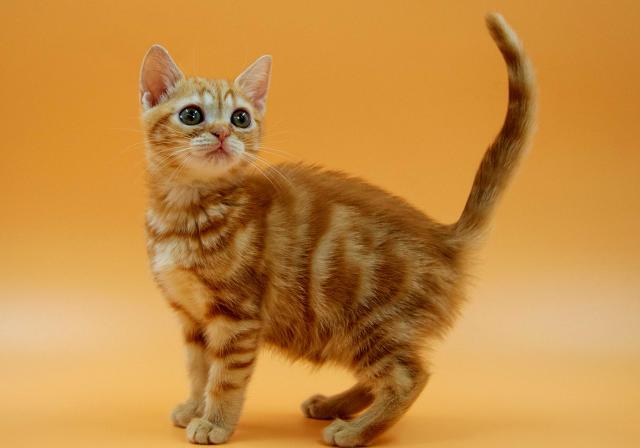 アメリカンショートヘアー