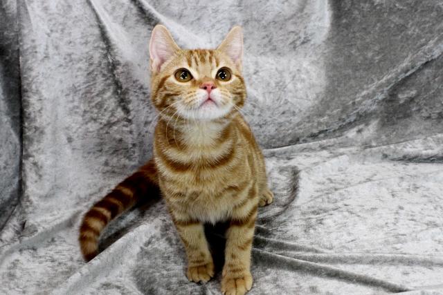 アメリカンショートヘアー