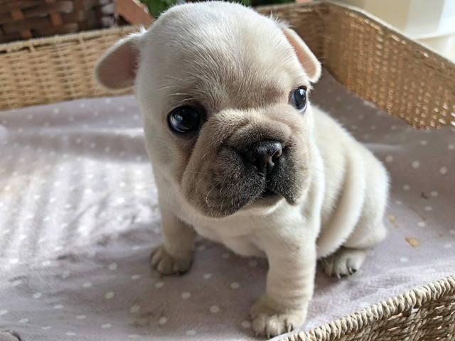 フレンチブルドッグ