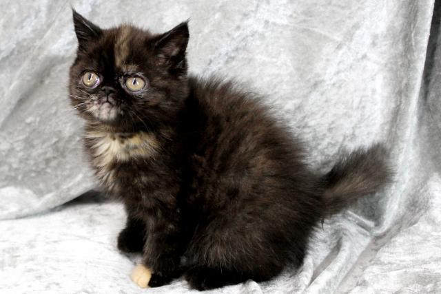 エキゾチックショートヘアー