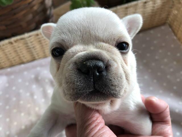 フレンチブルドッグ