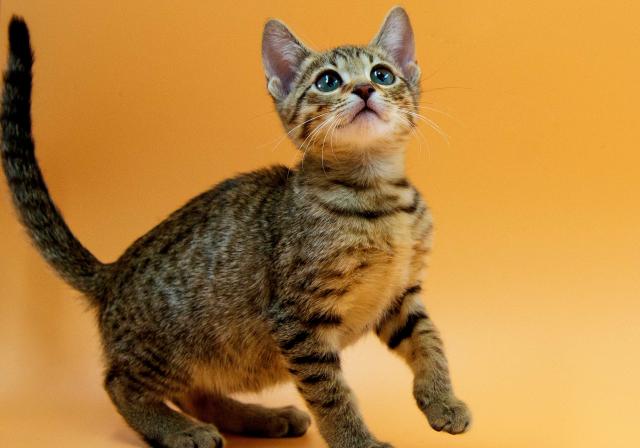 エジプシャンマウ