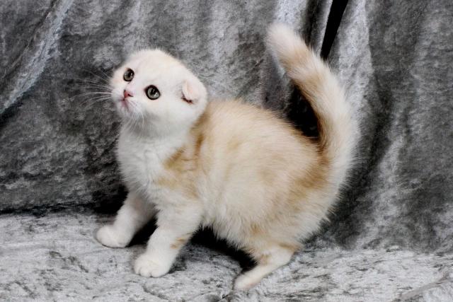 スコティッシュフォールド