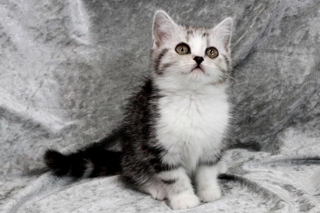 スコティッシュフォールド