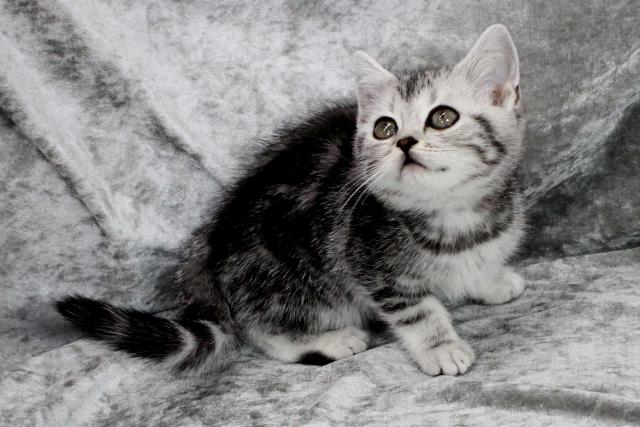 スコティッシュフォールド