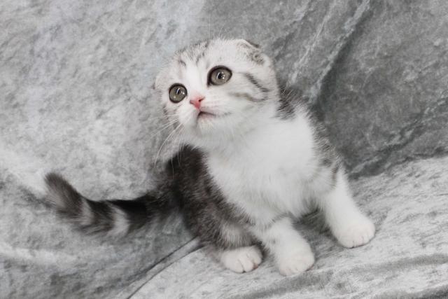 スコティッシュフォールド