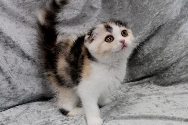 スコティッシュフォールド