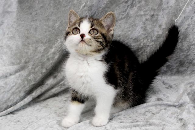 スコティッシュフォールド