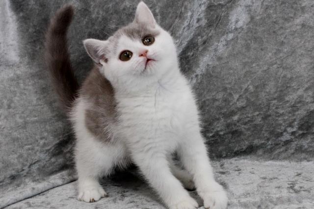 ブリティッシュショートヘア