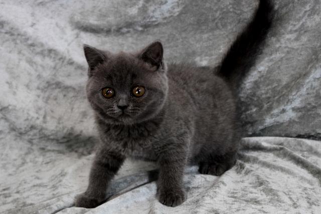ブリティッシュショートヘア