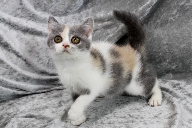 ブリティッシュショートヘア