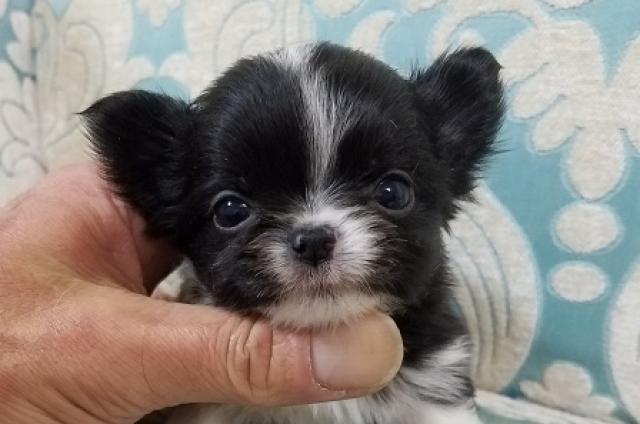 チワワ（ロングコート）