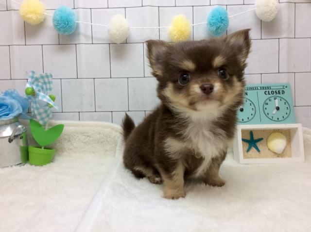 チワワ（ロングコート）