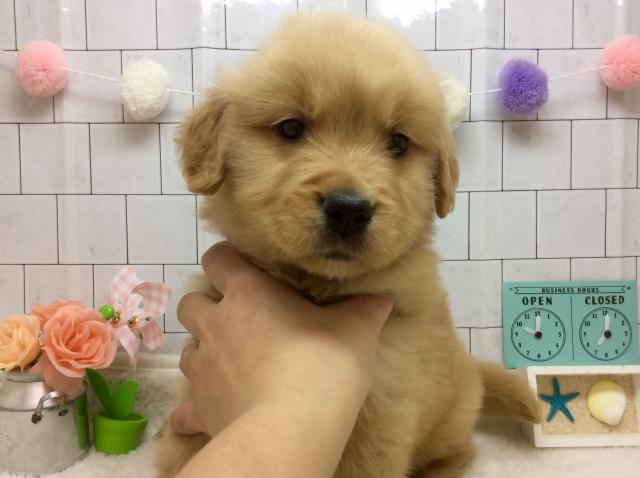 ゴールデンレトリーバー