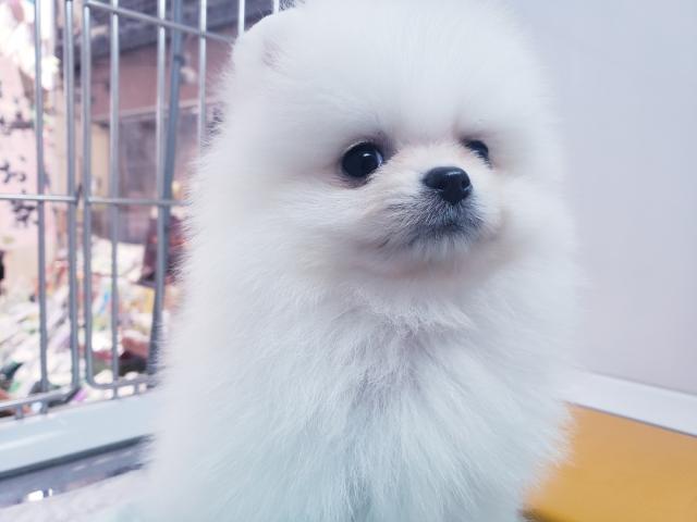 ポメラニアン