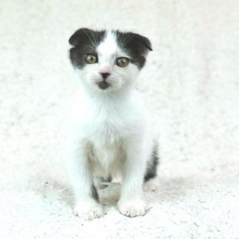 スコティッシュフォールド