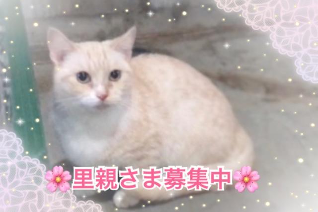 マンチカン無事に決まりました(^ω^)